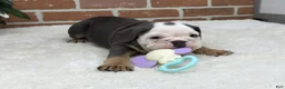 English Bulldog dogs for sale: Macy - Ad 5