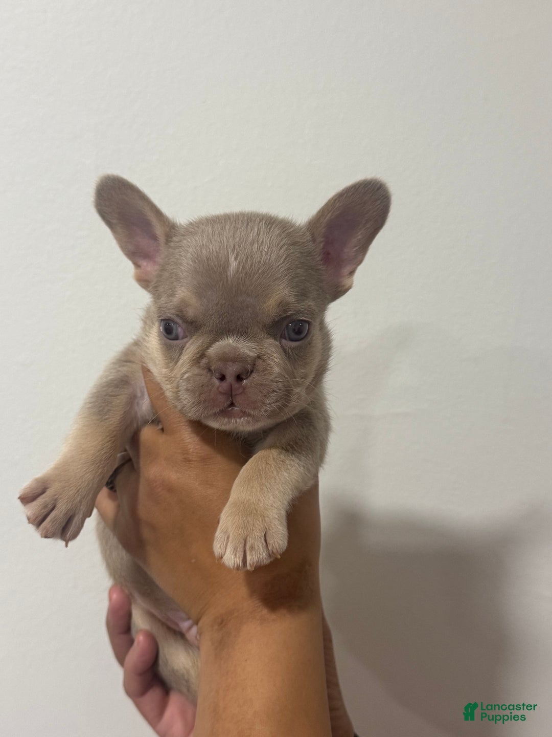 French Bulldog dogs for sale: Prince - Ad 6