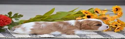Cavalier King Charles Spaniel dogs for sale: Ruby - Ad 2