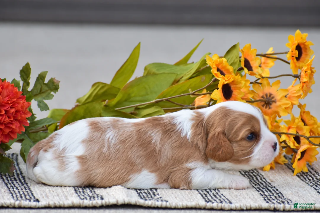 Cavalier King Charles Spaniel dogs for sale: Ruby - Ad 2