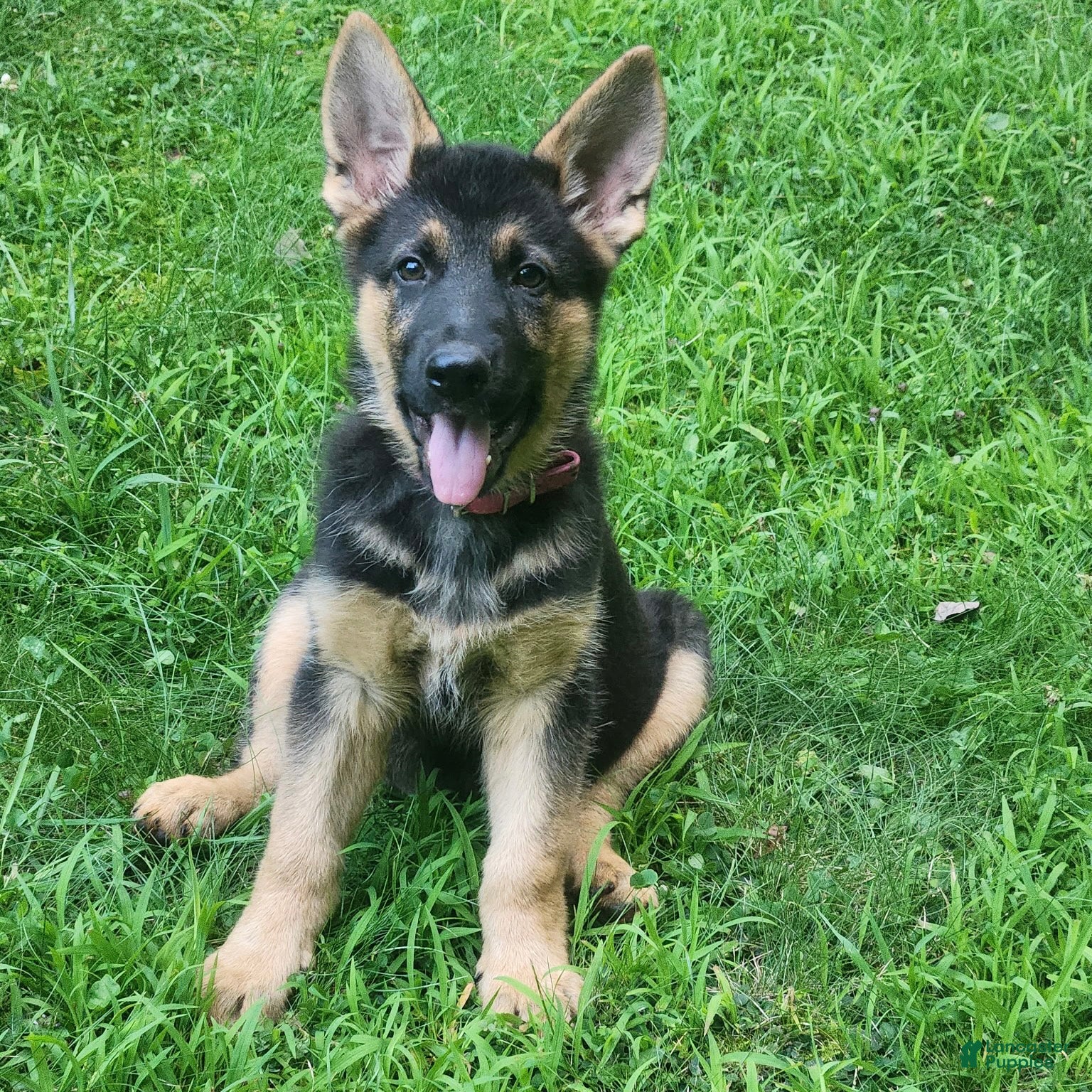 German Shepherd dogs URSULA - Ad 2