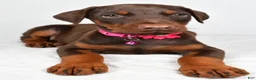 Doberman Pinscher dogs for sale: Lori - Ad 4