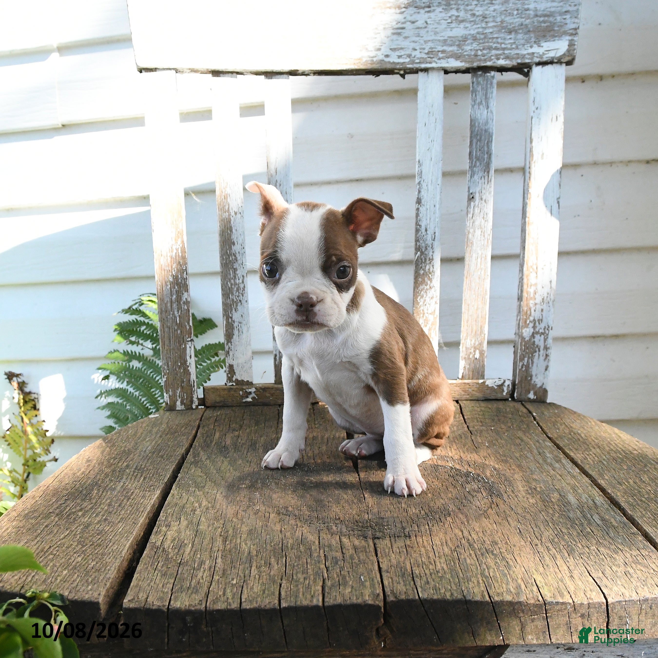 Boston Terrier dogs Charlotte - Ad 2