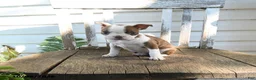 Boston Terrier dogs for sale: Charlotte - Ad 2