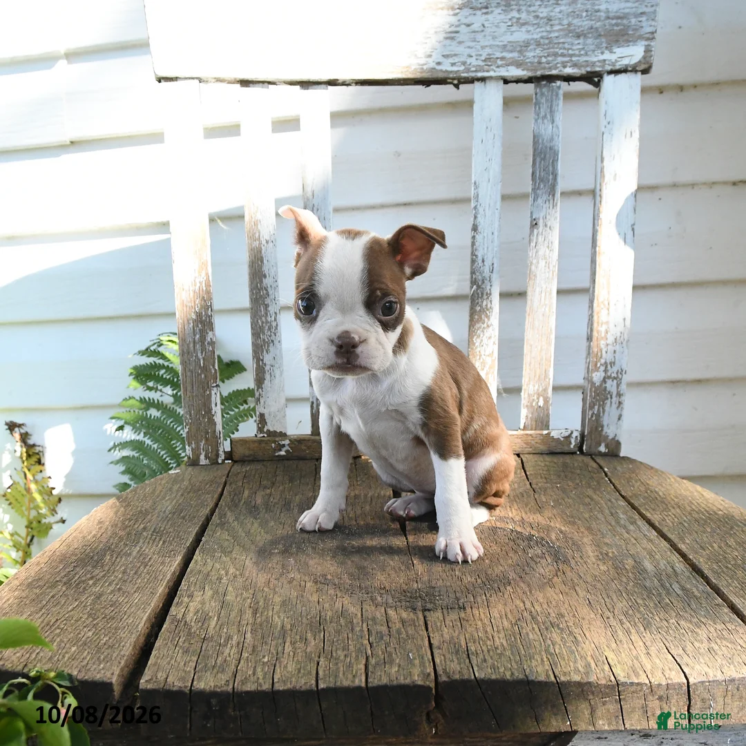 Boston Terrier dogs for sale: Charlotte - Ad 2