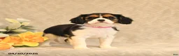 Cavalier King Charles Spaniel dogs for sale: Isabella - Ad 1