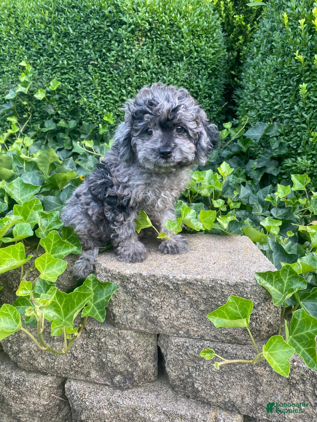 Gallery Image {{count}}