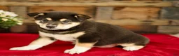 Shiba Inu dogs for sale: Chandler - Ad 3