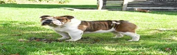English Bulldog dogs for sale: Pumpkin - Ad 6