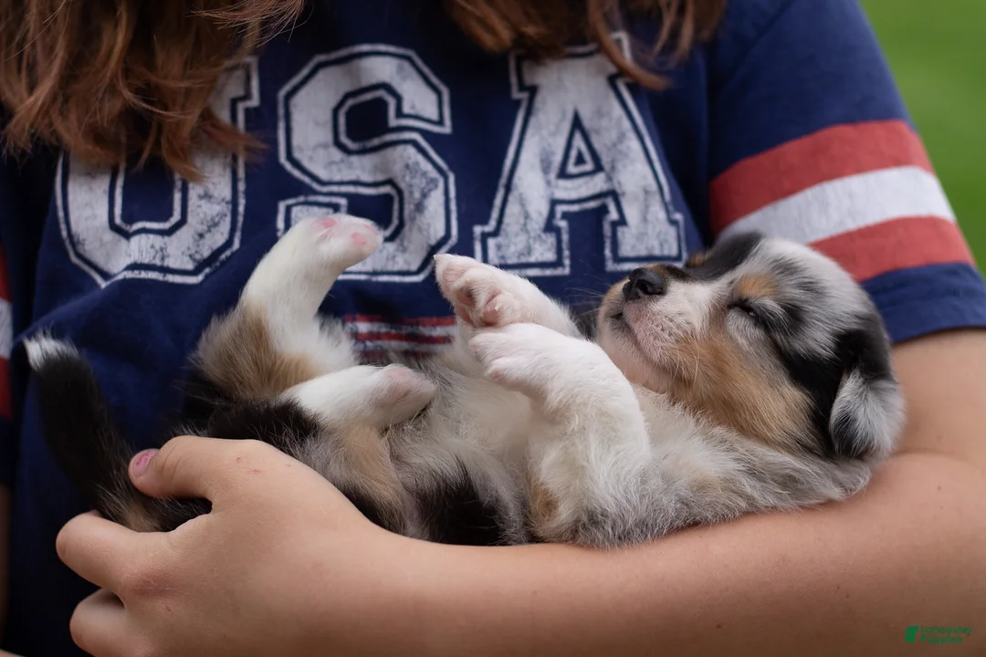 Mixed Breed dogs for sale: Jasper  - Ad 2