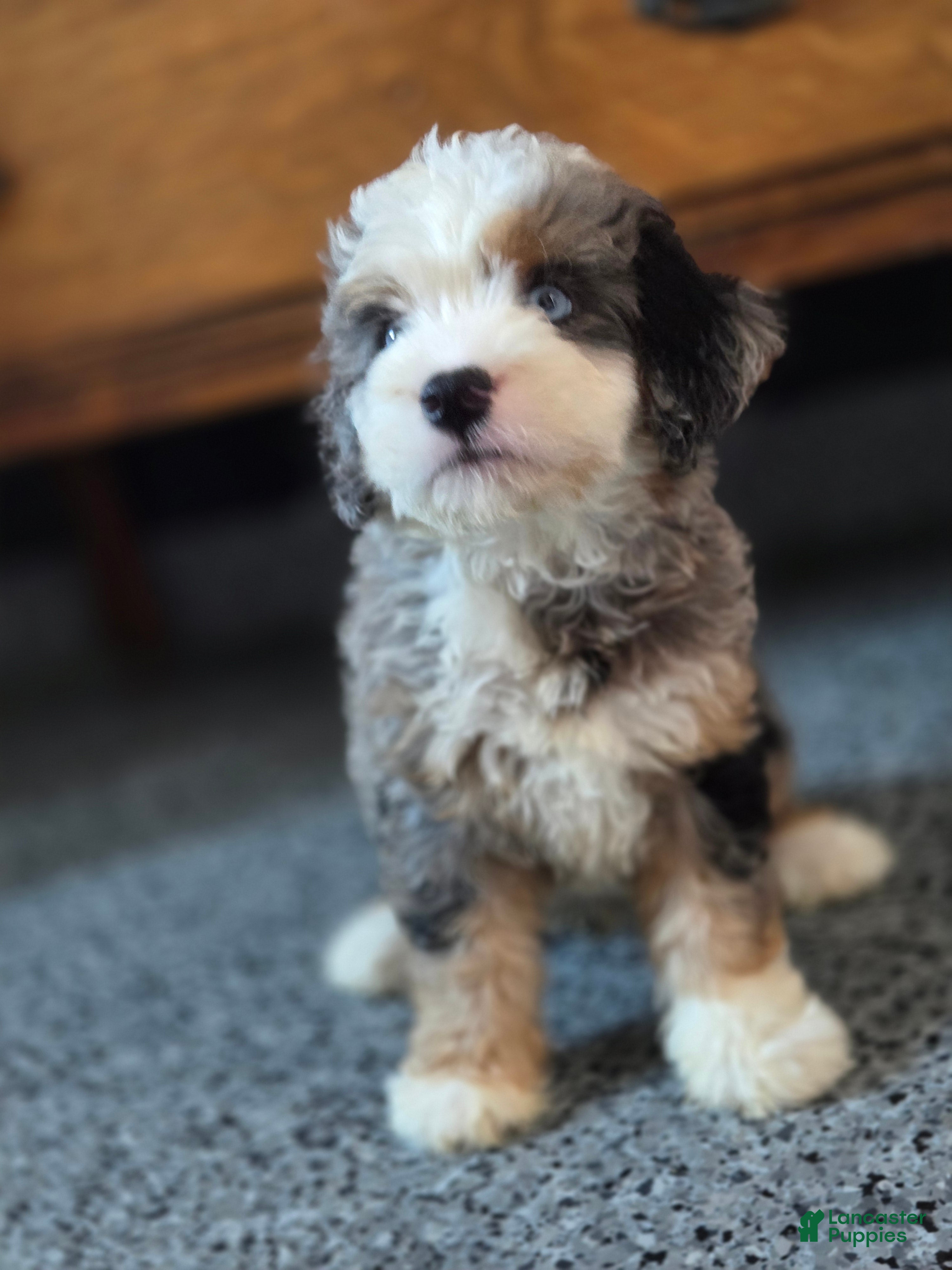 Mini Bernedoodle dogs Mingo Mini Bernedoodle  - Ad 2