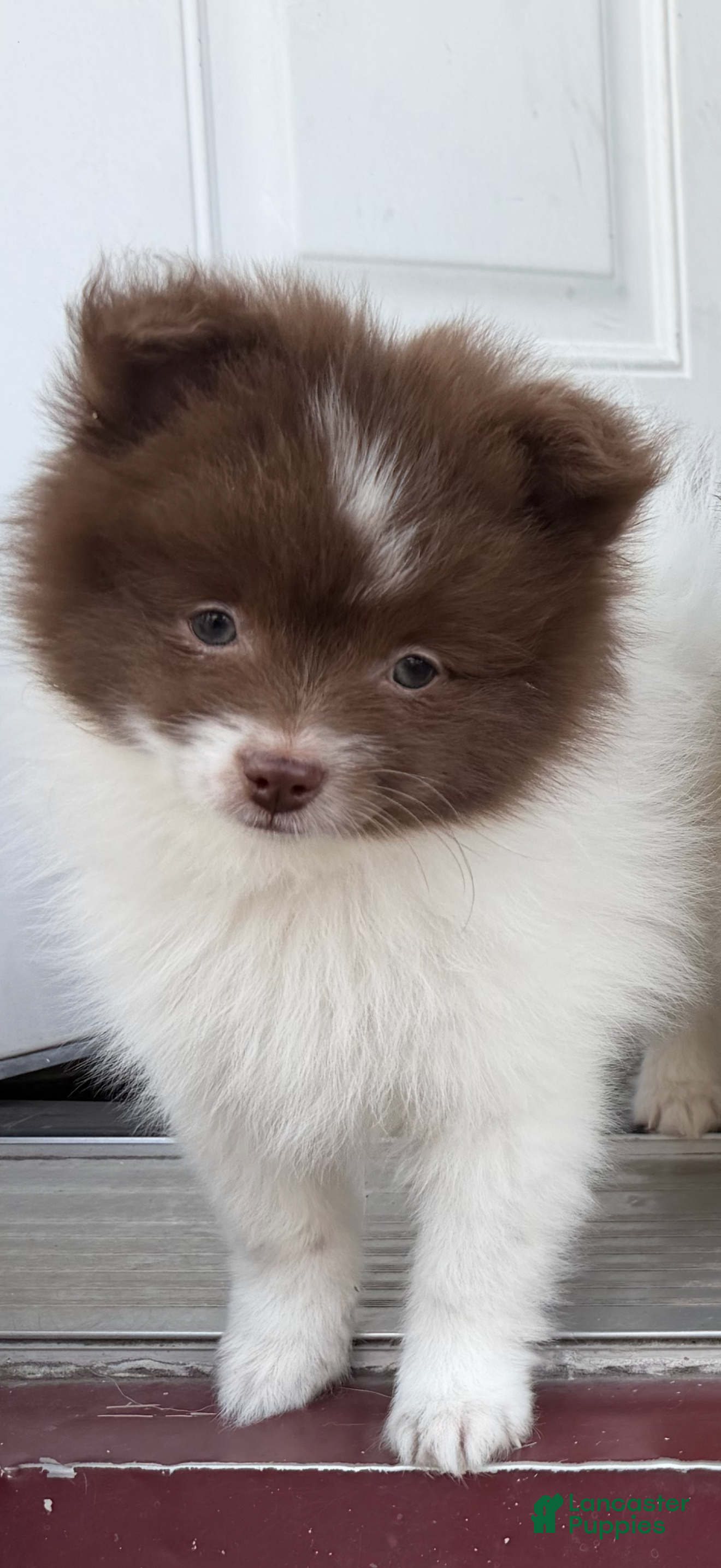 Pomeranian dogs for sale: Gordo  - Ad 1