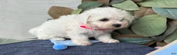 Bichon Frise dogs for sale: Eden - Ad 10