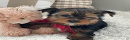 Yorkshire Terrier dogs for sale: Frisby - Ad 5