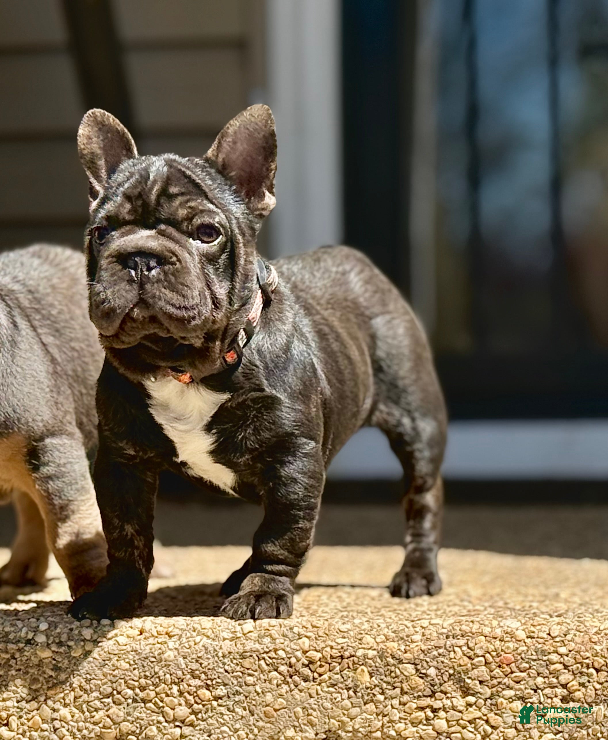 French Bulldog dogs Clove - Ad 1