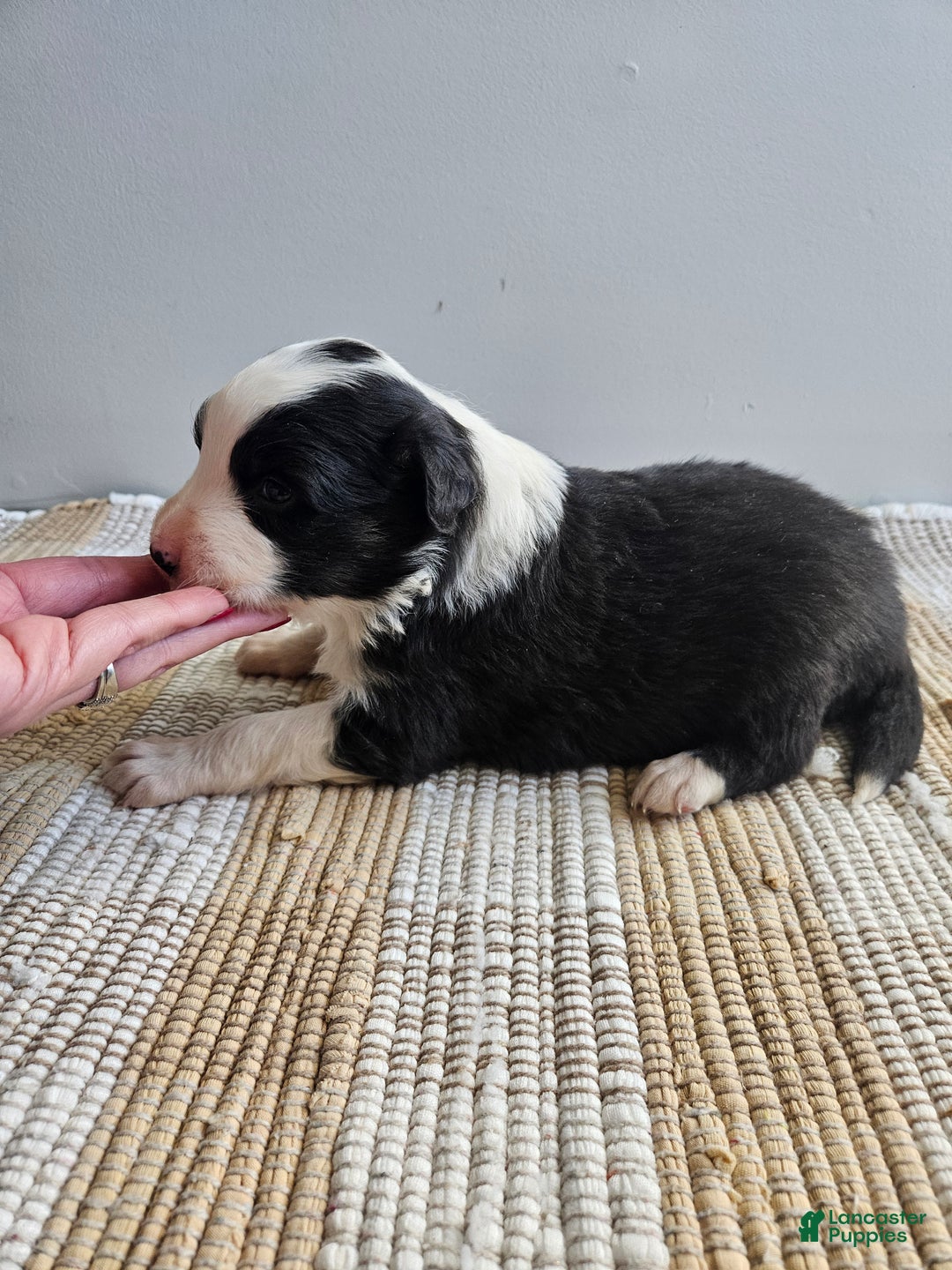 Australian Shepherd dogs for sale: Cooper - Ad 1
