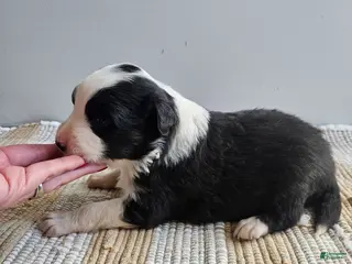 Australian Shepherd dogs Cooper - Ad 25