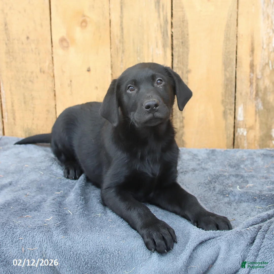 Labrador Retriever dogs for sale: Baxter - Ad 3
