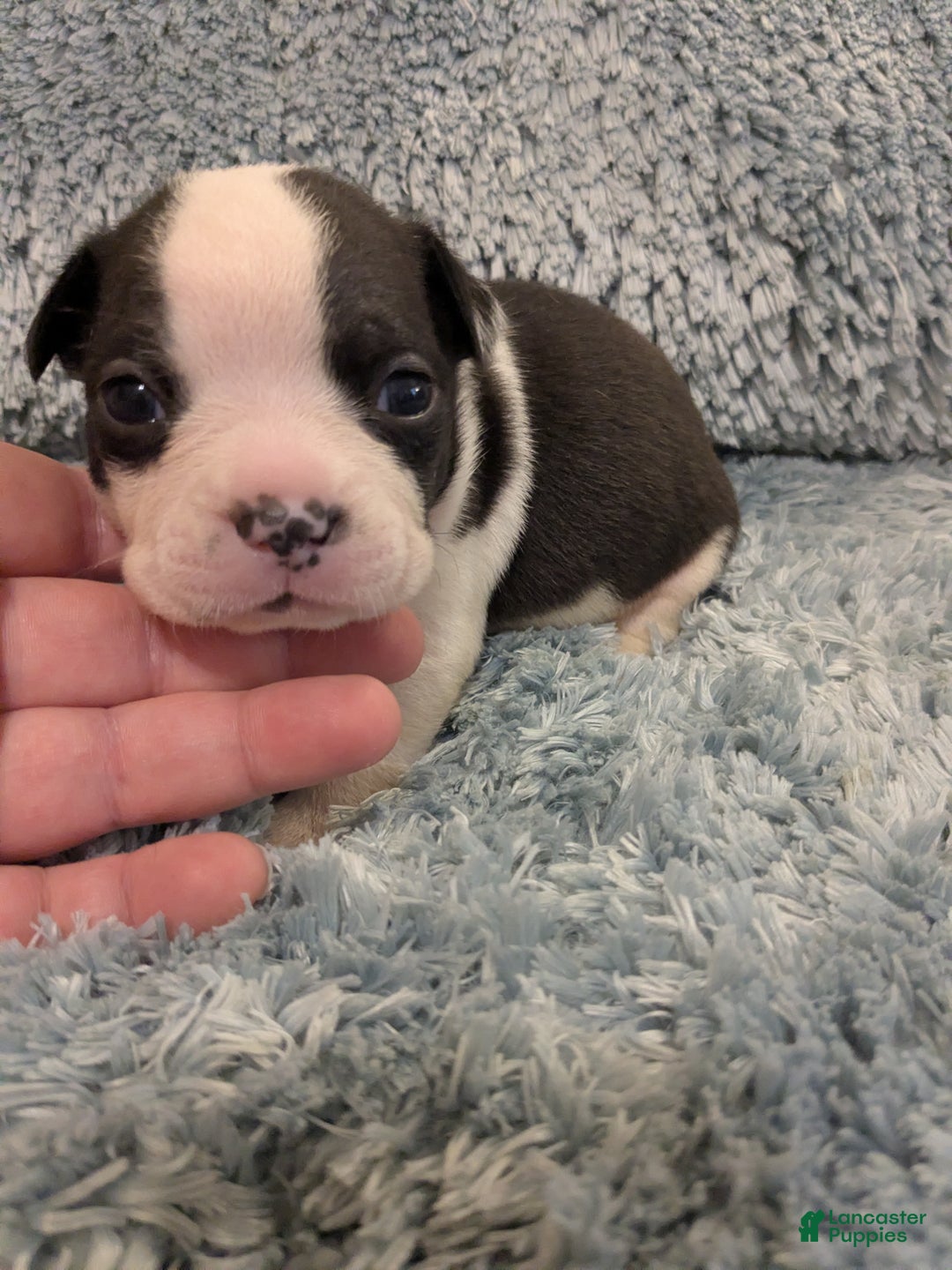 Boston Terrier dogs for sale: Boston Terrier Puppy 1 - Ad 1