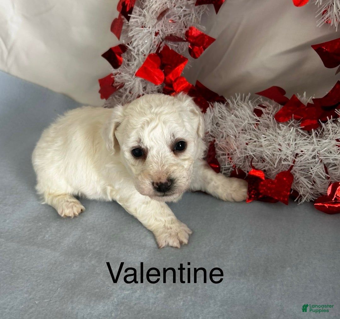 Bichon Frise dogs for sale: Bichon Frise Puppy 1 - Ad 2