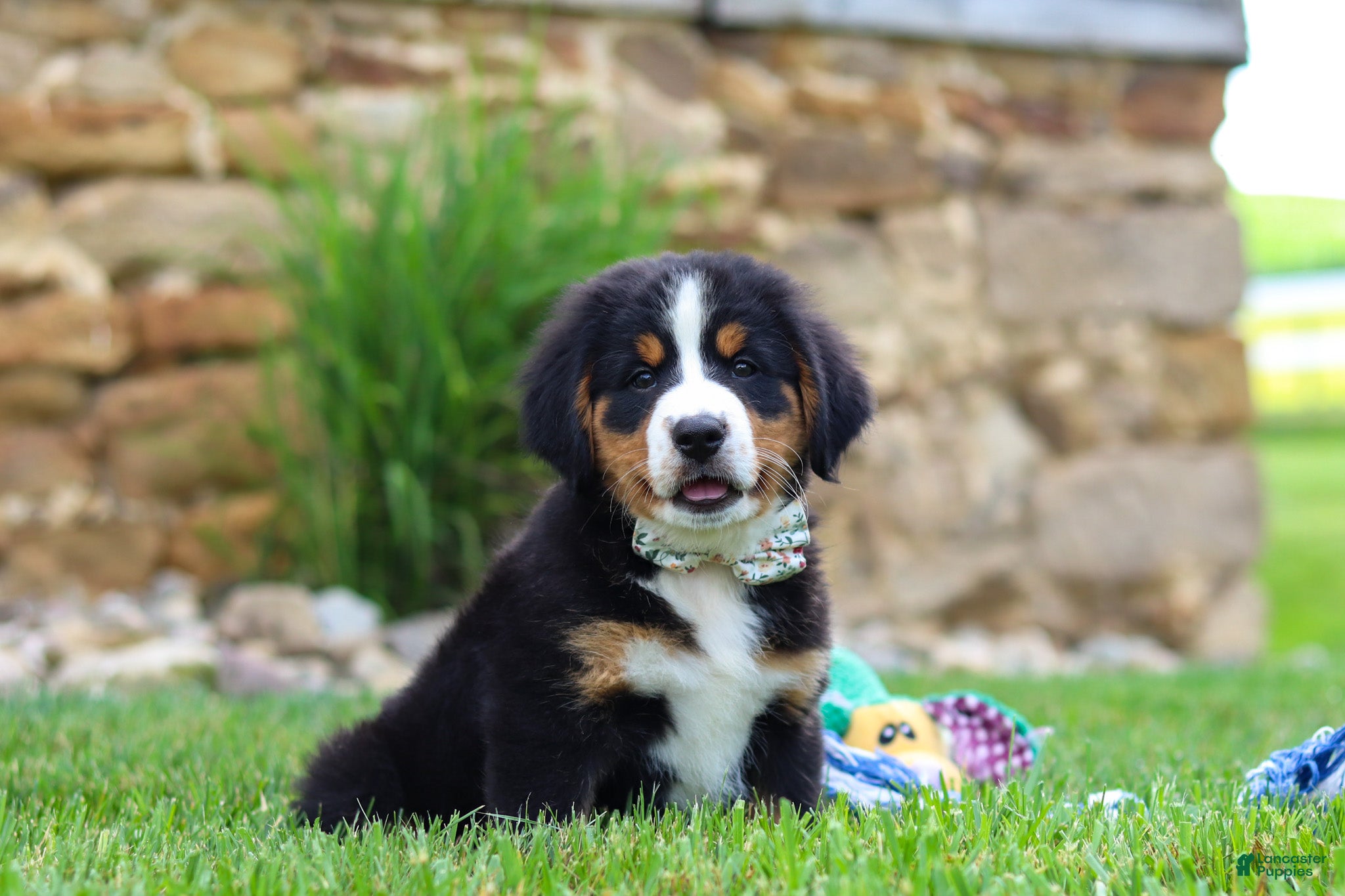 Bernese Mountain Dog dogs Willow - Ad 2