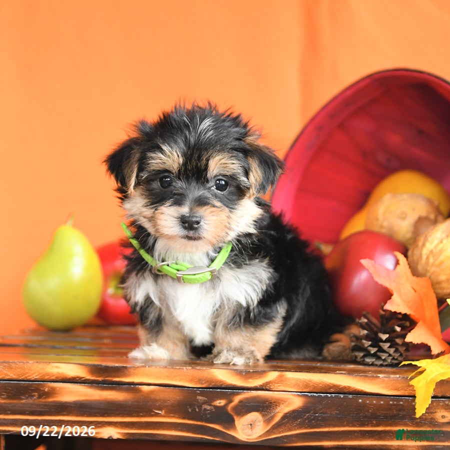 Morkie dogs Carter - Ad 1
