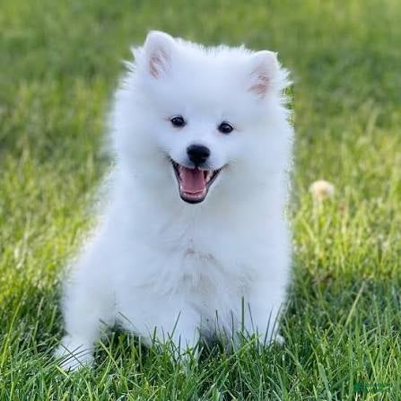 American Eskimo dogs American Eskimo 4 Rolly - Ad 8