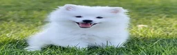 American Eskimo dogs for sale: American Eskimo 4 Rolly - Ad 1