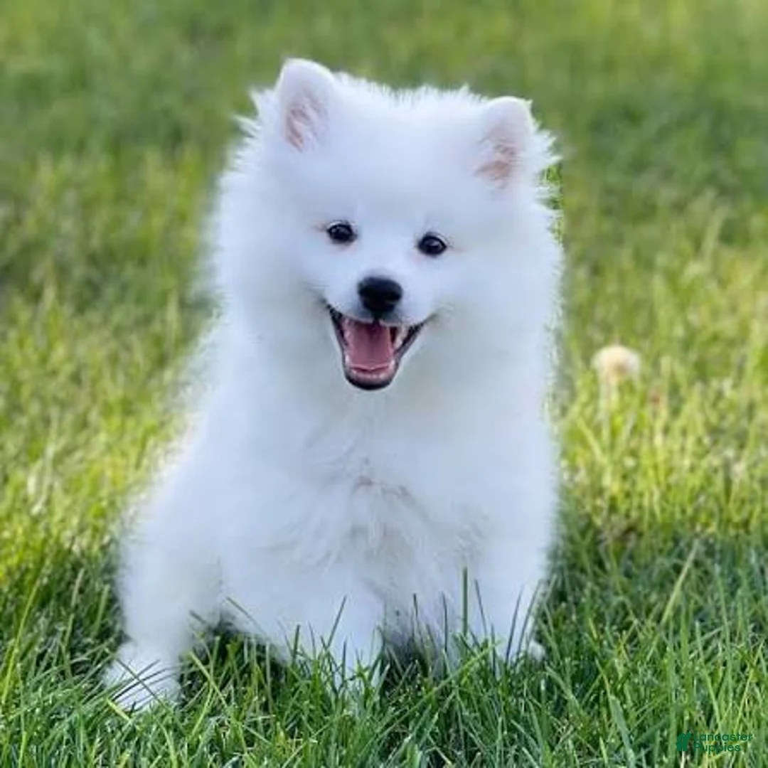 American Eskimo dogs for sale: American Eskimo 4 Rolly - Ad 1