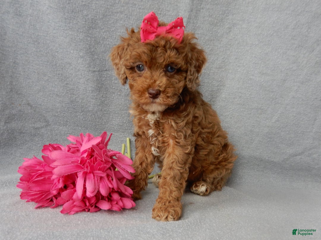 Cockapoo dogs for sale: Betsie - Ad 5
