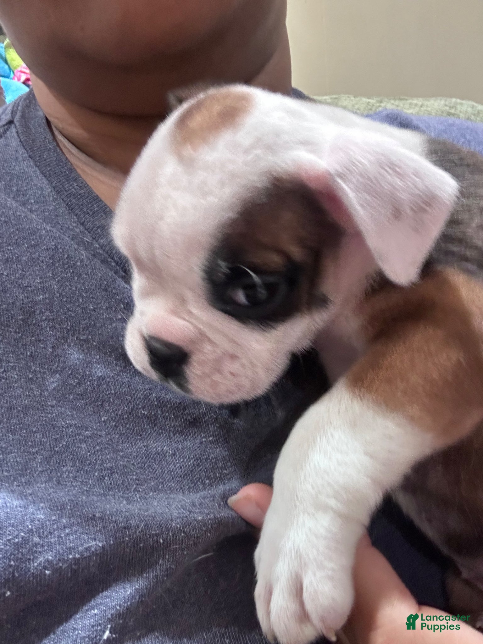 Mixed Breed dogs English Bulldog Puppy 7 - Ad 14