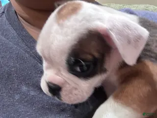 Mixed Breed dogs English Bulldog Puppy 7 - Ad 14