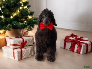 Toy Poodle dogs Jimmy - Ad 17