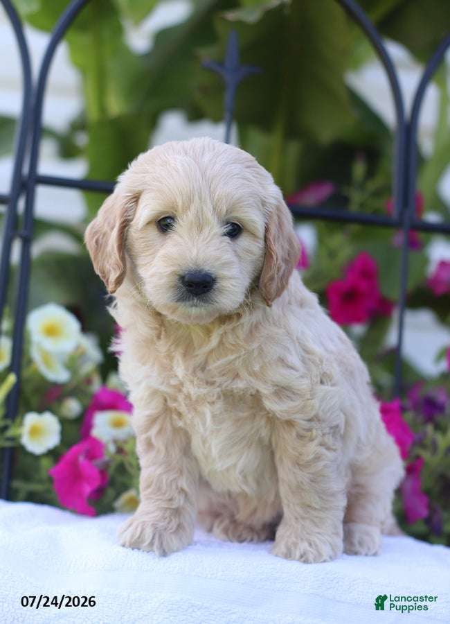 Mini Goldendoodle dogs Janet - Ad 1