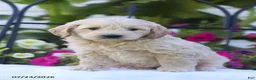 Mini Goldendoodle dogs for sale: Janet - Ad 1