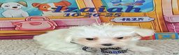 Maltese dogs for sale: Izaiah - Ad 5