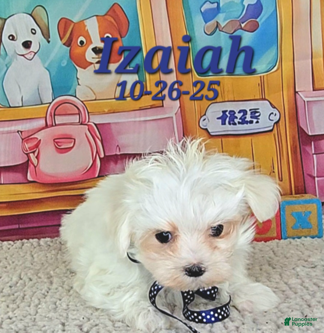 Maltese dogs for sale: Izaiah - Ad 5