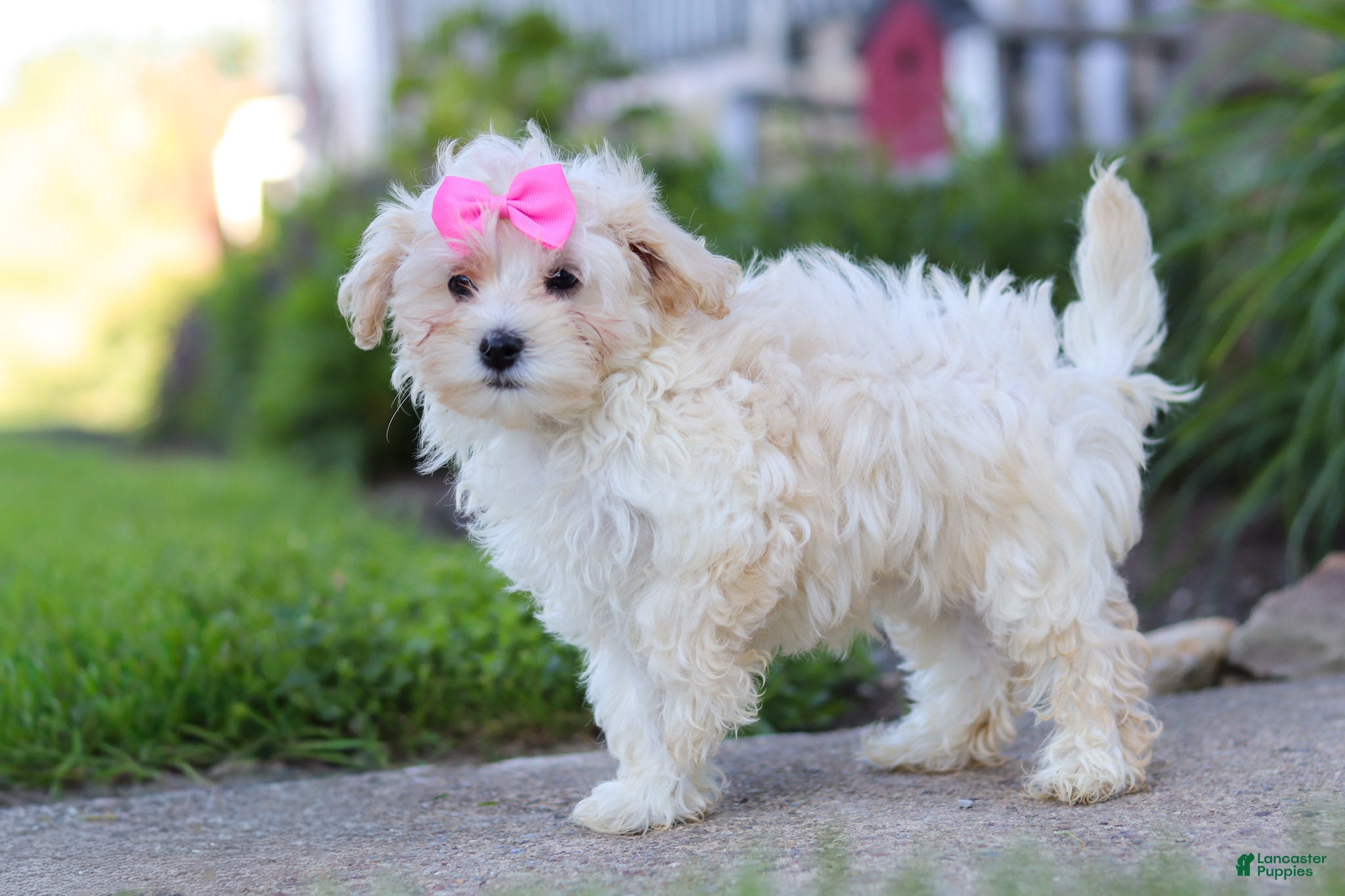 Maltipoo dogs Ana - Ad 2