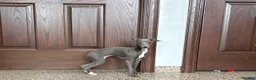 Italian Greyhound dogs for sale: Jenna - Ad 9