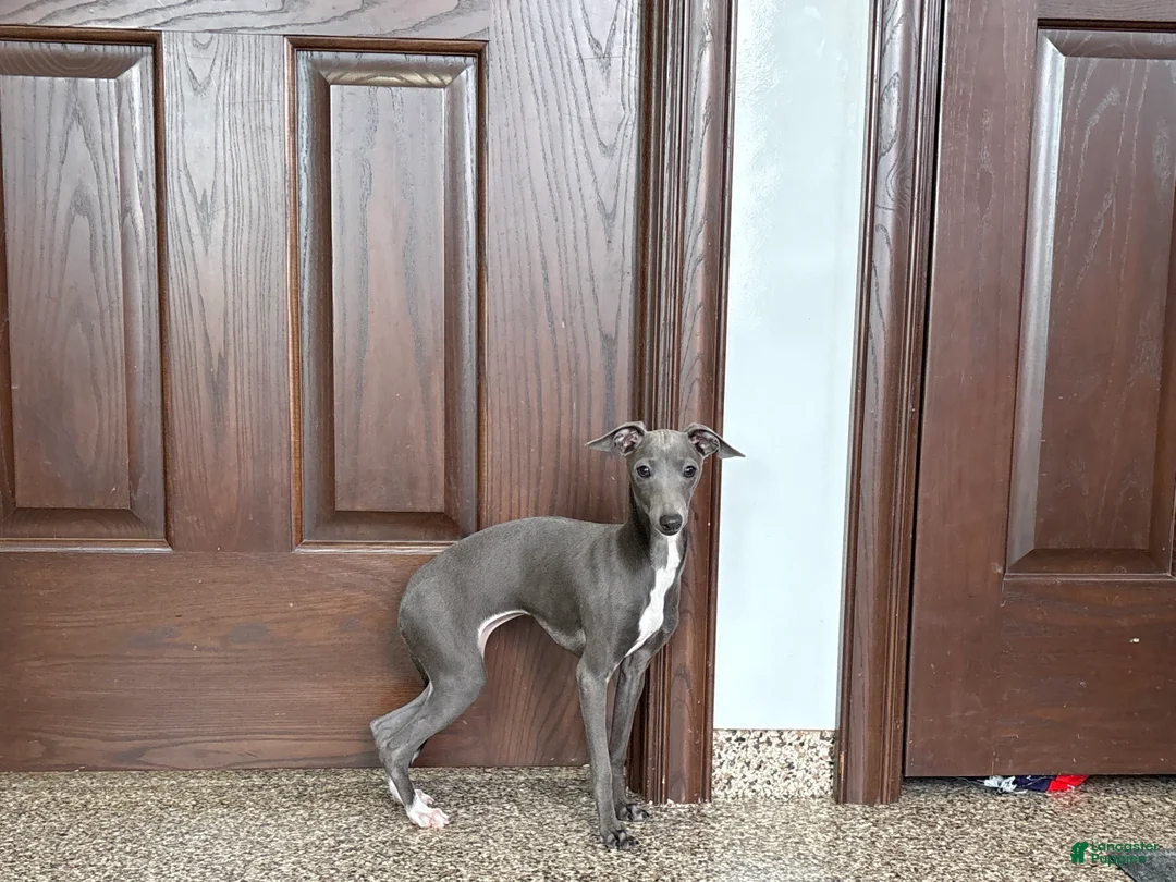 Italian Greyhound dogs for sale: Jenna - Ad 9