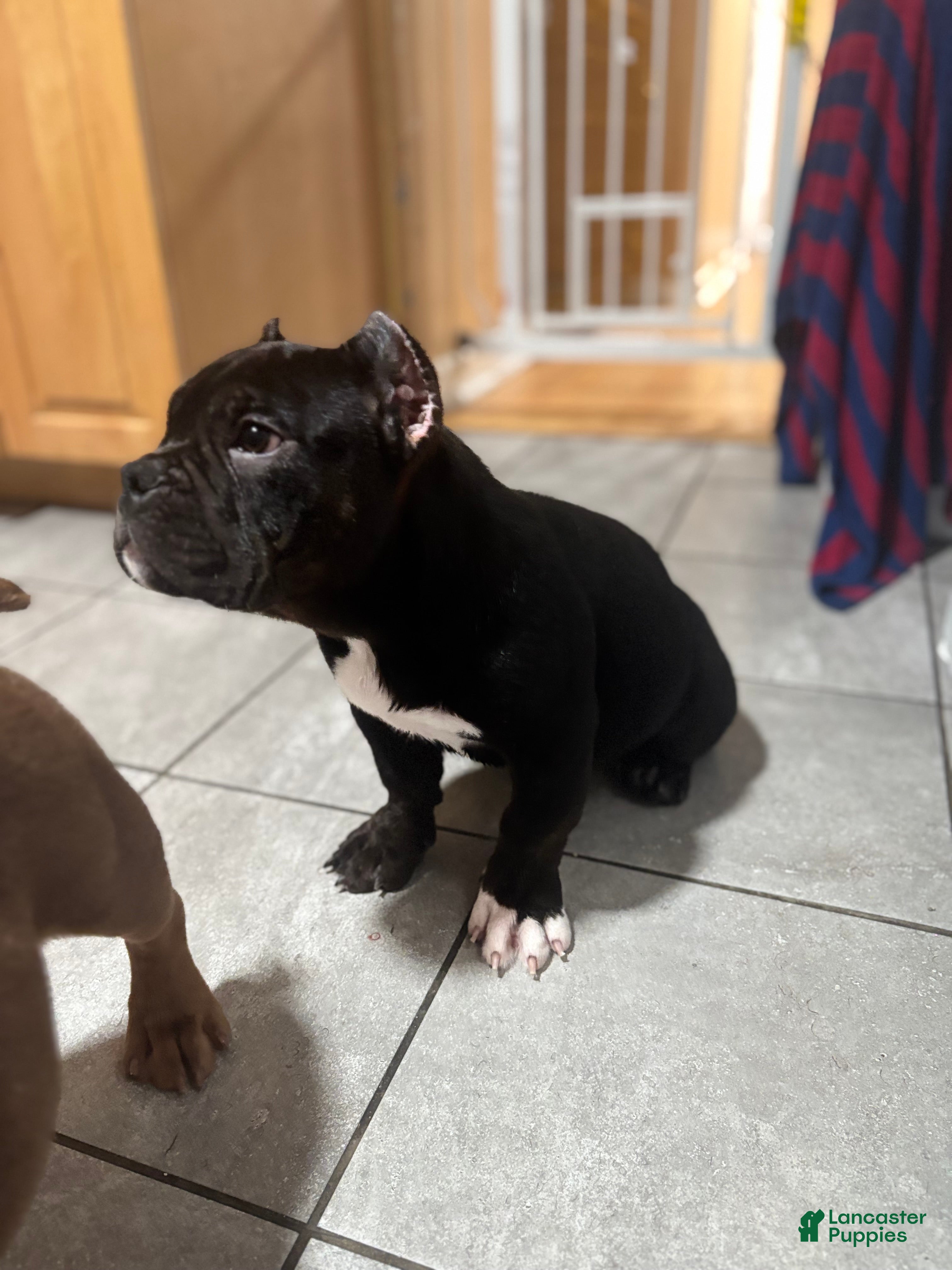 American Bully dogs American Bully Puppy 3 - Ad 10