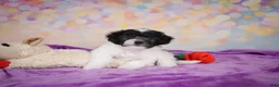 Maltipoo dogs for sale: Voilet - Ad 6