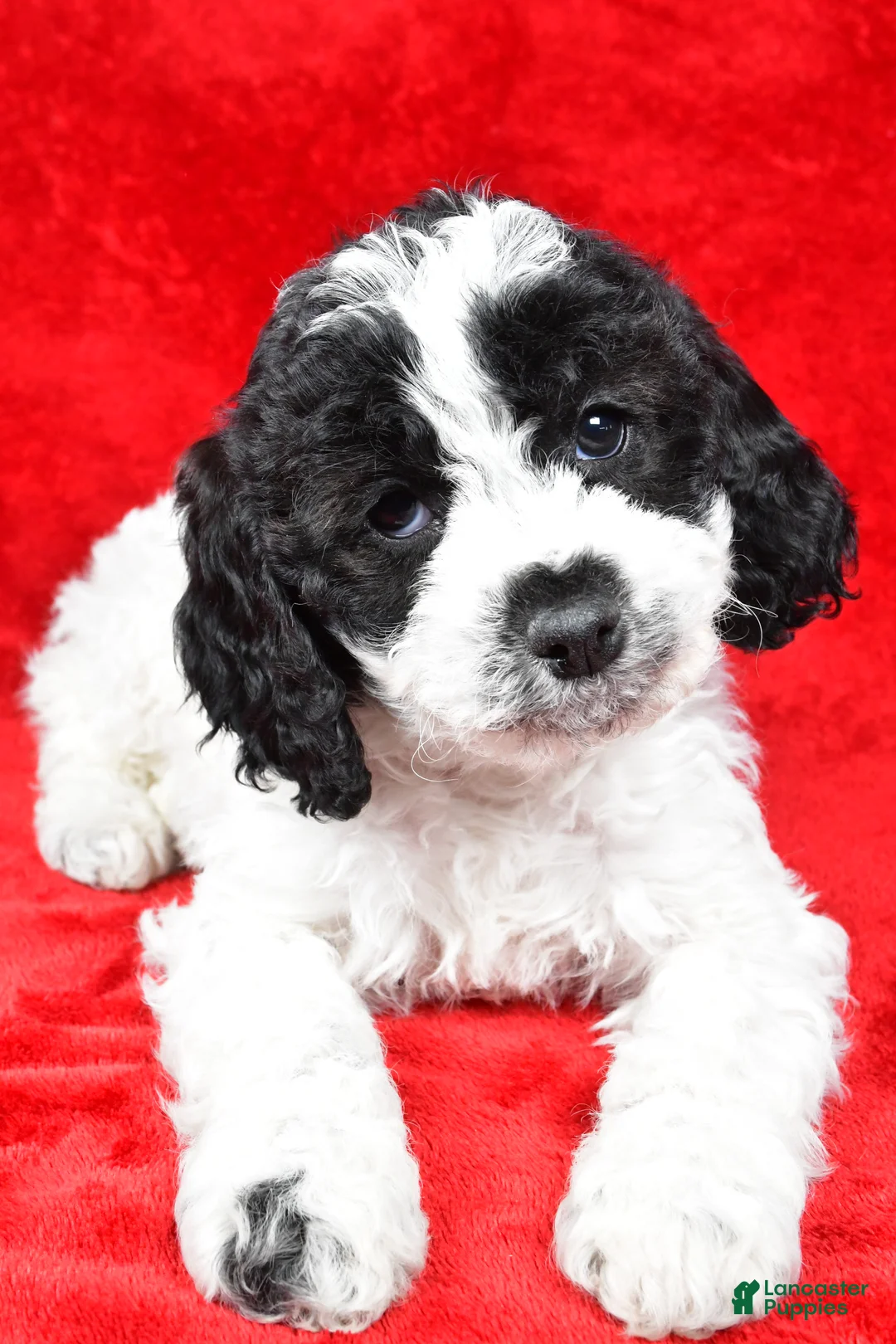 Cockapoo dogs for sale: Dolly - Ad 1
