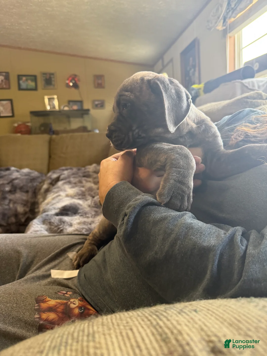 Cane Corso dogs for sale: Cane Corso Puppy 2 Peggy Sue  - Ad 2