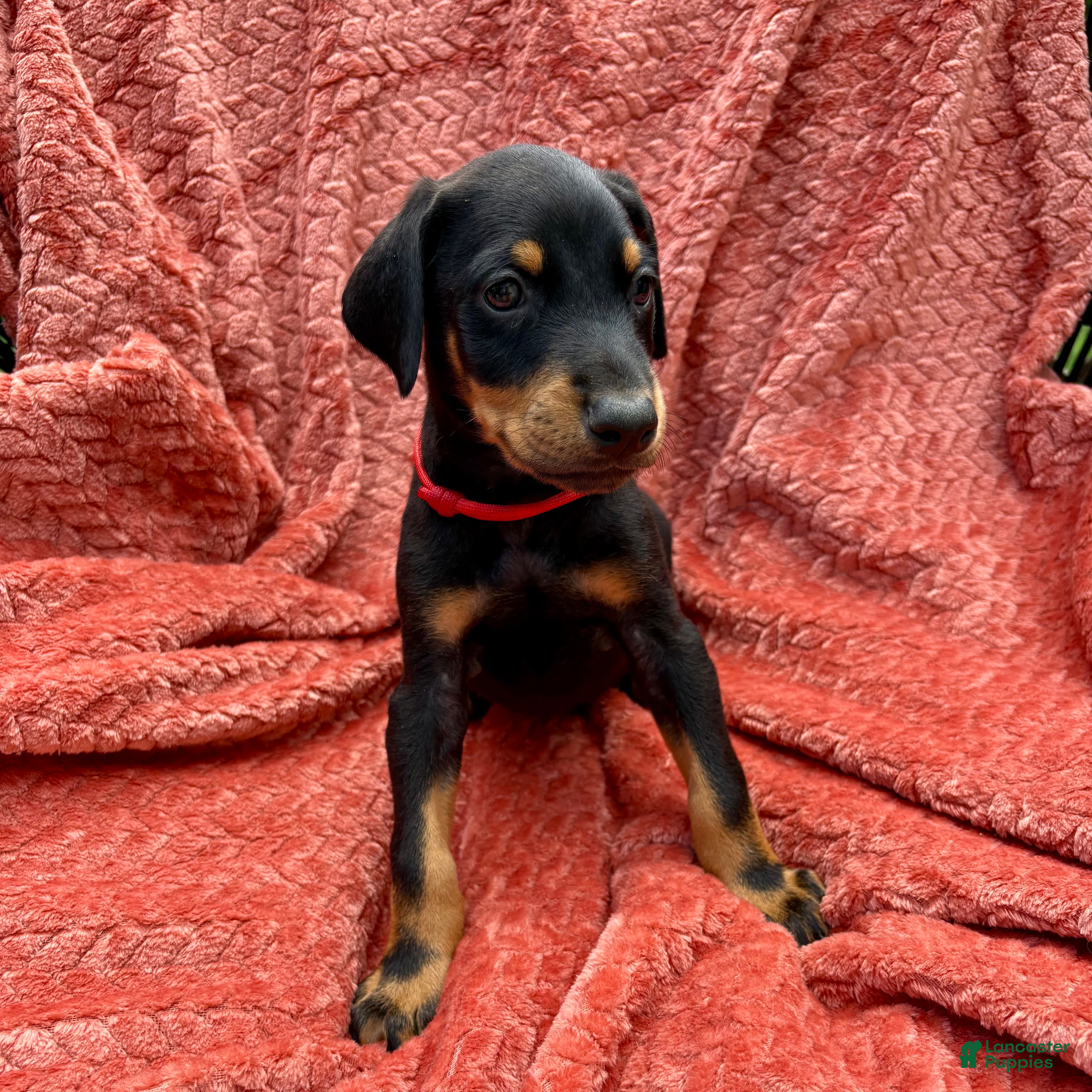 Doberman Pinscher dogs Red Collar Male  - Ad 24