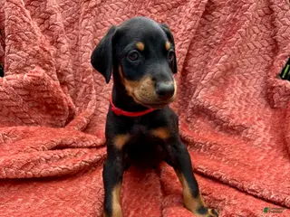 Doberman Pinscher dogs Red Collar Male - Ad 24