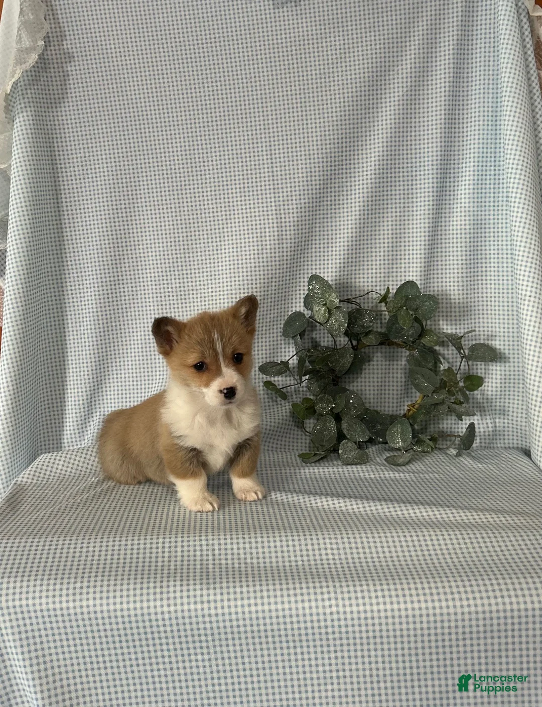 Welsh Corgi Pembroke dogs for sale: Poppi - Ad 5