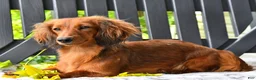 Dachshund dogs for sale: Tanner - Ad 6
