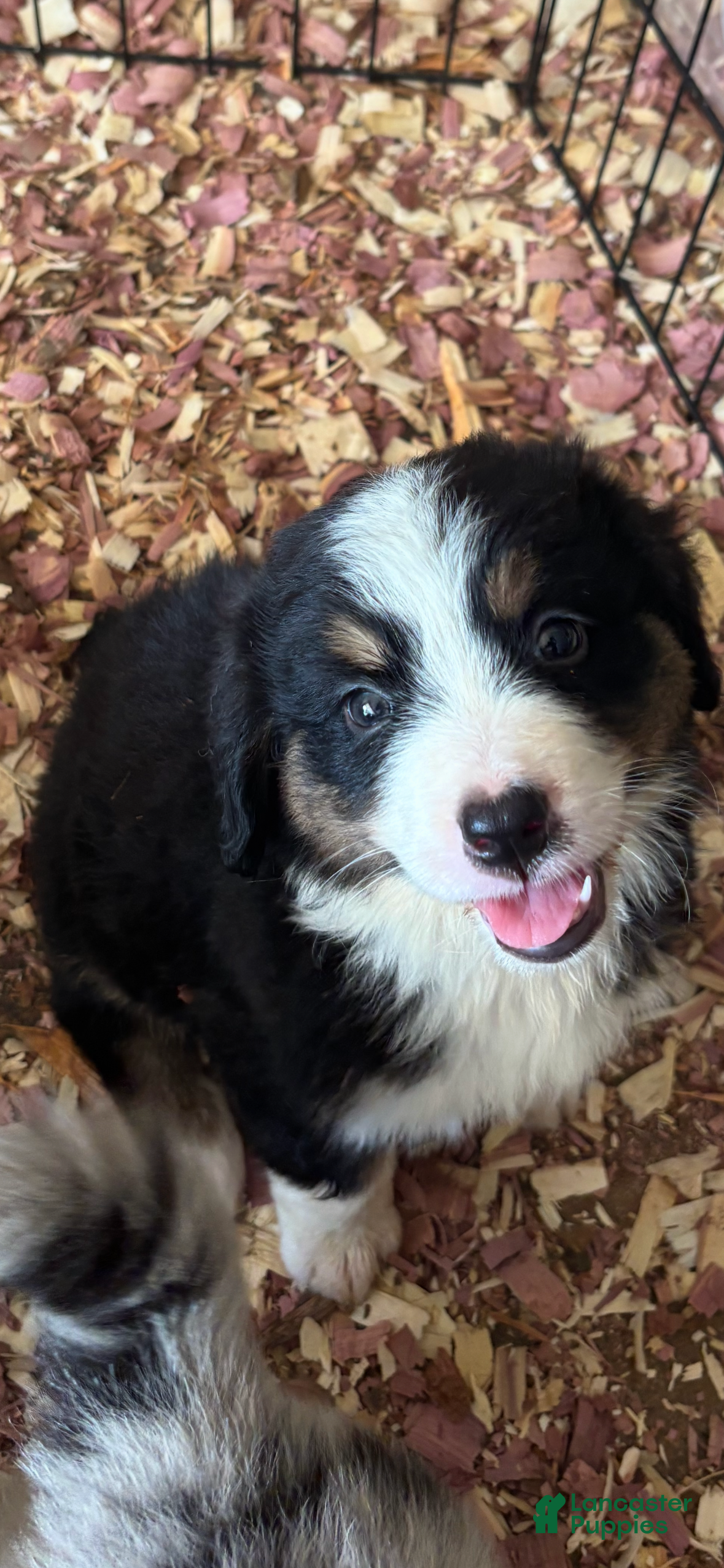 Mixed Breed dogs Black tri girl - Ad 2