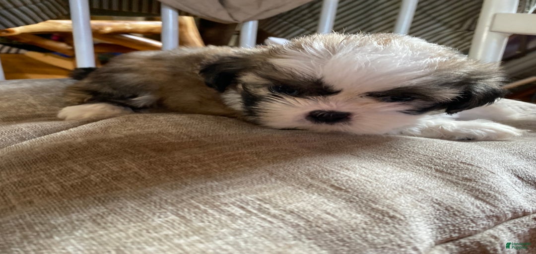 Gallery Image {{count}}